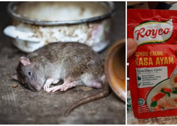 Usir Tikus dengan Royco! Tak Perlu Pakai Racun Mahal atau Perangkap Lagi, Semua Tempat Jadi Aman 