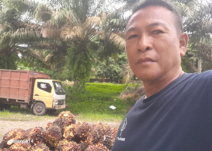 Harga Sawit Naik Tapi Belum Menutupi Biaya Pemupukan