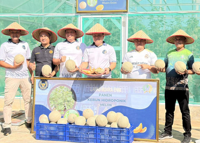 Wujudkan Ketahanan Pangan, Lapas Kelas IIB Muara Enim Panen 214 Kg Melon Belanda