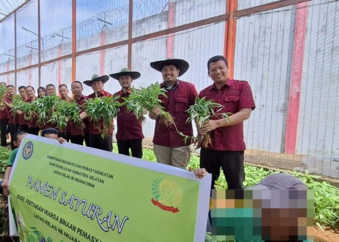 Wujudkan Ketahanan Pangan, Lapas Kelas IIB Muara Enim Panen Sayur Kangkung Hasil Budidaya Warga Binaan