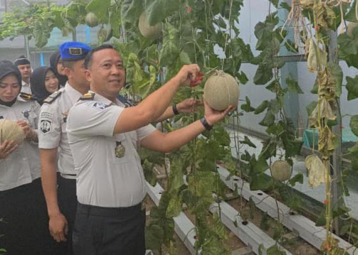 Panen Melon, Lapas Muara Enim Perkuat Ketahanan Pangan