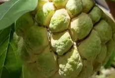 Kaya Vitamin C dan B6, Srikaya Bagus untuk Kesehatan