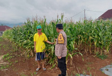 Jagung jadi Harapan Baru Warga Semende