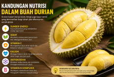 Ini Dia Kandungan Nutrisi dalam Durian, Si Raja Buah yang Kaya Manfaat
