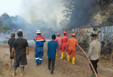 Sekitar 10 Hektare Lahan Terbakar, Tim Gabungan Berjibaku Padamkan Api