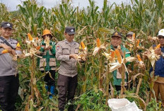 Desa Lubuk Enau Muara Enim Panen Raya Jagung