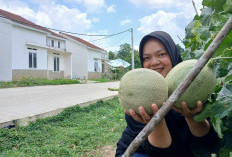 Suplai Kebutuhan Buah Segar untuk Keluarga