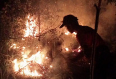 Sehari 4 Hektare Lahan Terbakar di Muara Enim