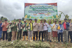 Semangat Tani MEMBARA, Kelompok Tani Tanjung Raya Sukses Panen Jagung