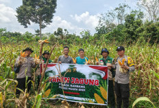 Desa Sugihan Panen Jagung Program Ketahanan Pangan