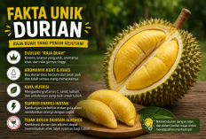 Fakta Unik Durian yang Bikin Kamu Kaget, Nomor 5 Jarang Diketahui!