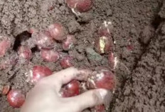 Yuk Kenali, Berikut Efek Keracunan Jengkol