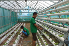 Lapas Muara Enim Tanam Melon Belanda dan Sayur Hidroponik