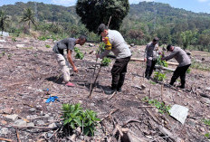 1,62 Hektare Lahan di Pandan Dulang Muara Enim Ditanami Jagung