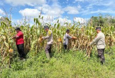 Wujudkan Swasembada Pangan, Panen 4 Ton Jagung Pipil