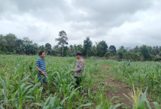 Anggota Polsek Rambang Pastikan Pertumbuhan Tanaman Jagung Berjalan Optimal