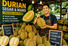 Peluang Bisnis Durian Saat Musim Panen, Bisa Untung Besar dengan Strategi Tepat