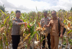 Galakkan Ketahanan Pangan Nasional hingga ke Tingkat Desa