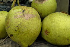 6 Manfaat Kelapa Muda untuk Orang yang Berpuasa