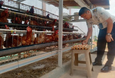 Lapas Muara Enim Hasilkan 1.800 Butir Telur Ayam Tiap Bulan