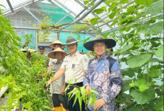 Perkuat Ketahanan Pangan, Lapas Kelas IIB Muara Enim Panen Raya Kangkung dan Selada