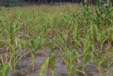 Musim Kemarau, Pertumbuhan Jagung di Daerah Ini Kurang Optimal