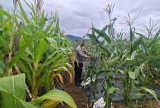 Komoditas Jagung di Pagar Agung Siap Panen