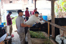 Dinas TPHP Muara Enim Pastikan Hewan Kurban Sehat dan Layak