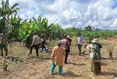 Dorong Ketahanan Pangan dengan Metode Tumpang Sari