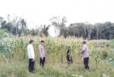 Potensi Panen Jagung 10 Ton Perkuat Ketahanan Pangan