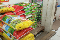 Stok Beras Aman, Kemasan 5 Kg Laku Keras