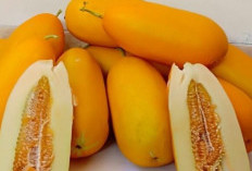 Segar dan Lezat! Ini 5 Rekomendasi Olahan Buah Timun Suri untuk Berbuka Puasa