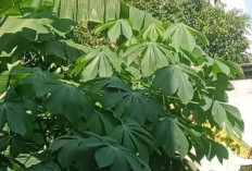 Jika Diolah dengan Benar, Daun Singkong Karet Memiliki 6 Manfaat untuk Kesehatan