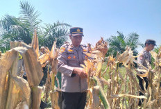 Polsek Gunung Megang Bersama Petani Panen 4 Ton Jagung di Desa Penanggiran