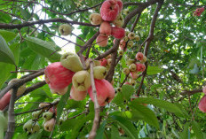 Ketahui! Ini 7 Manfaat Jambu Bol untuk Kesehatan