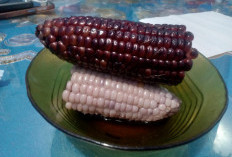 Kamu Wajib Tahu! Ini Manfaat dan Efek Samping Jika Mengonsumsi Jagung Ungu Secara Berlebihan