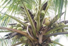 7 Manfaat Kelapa Muda untuk Kesehatan