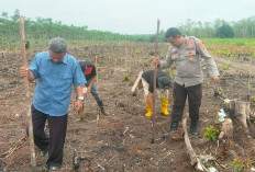 Dukung Ketahanan Pangan, Tanam Jagung di Lahan 2 Hektare