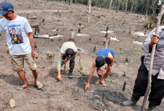 Kompak, Pemerintah Desa Bersama Warga dan Polisi Tanam Jagung di Desa Padang Bindu