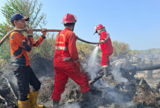 3 Hektare Lahan Program Cetak Sawah Rakyat Terbakar, Tim Gabungan Lakukan Pemadaman