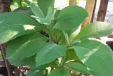 8 Penyakit yang Bisa Dicegah dengan Daun Cape Gunung