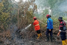 Karhutla Hanguskan Setengah Hektare Lahan di Talang Taling Gelumbang