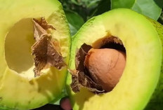 Ini Dia Kontribusi Positif Buah Alpukat Bagi Tubuh Manusia