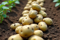 Manfaat Kentang Untuk Kesehatan, Cocok Untuk Kamu yang Sedang Diet