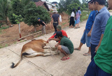 Sambut Ramadan, Warga Kelurahan Air Lintang Muara Enim Gelar Tradisi Mancang