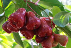 6 Manfaat Buah Jambu Air untuk Kesehatan, Rendah Kalori hingga Kaya Nutrisi