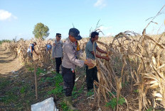 Lahan 2 Hektare di Gelumbang Muara Enim Hasilkan 4 Ton Jagung