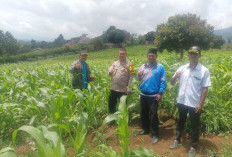 Bhabinkamtibmas Cek Progres Tanaman Jagung BUMDes di Desa Tenam Bungkuk