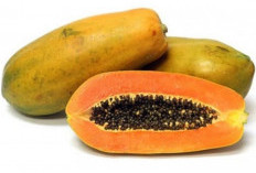 6 Manfaat Pepaya untuk Orang yang Berpuasa, Salah Satunya Mencegah Dehidrasi