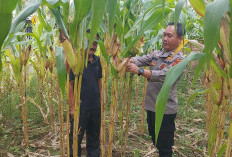 Polsek Sungai Rotan Dukung Ketahanan Pangan Desa